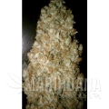paradise_seeds_auto-wappa.jpg