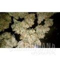 paradise_seeds_auto-wappa_2.jpg