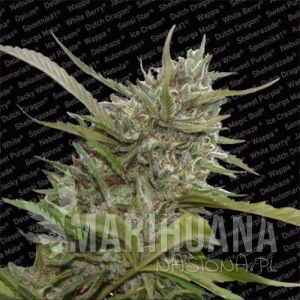 Auto White Berry - PARADISE SEEDS