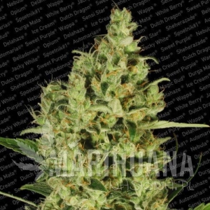Delahaze - PARADISE SEEDS