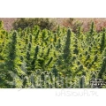 paradise_seeds_delahaze-2.jpg