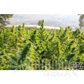 paradise_seeds_delahaze-4.jpg