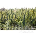 paradise_seeds_delahaze-6.jpg