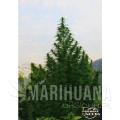 paradise_seeds_delahaze_1.jpg