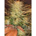 paradise_seeds_ice-cream.jpg