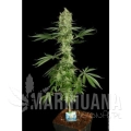 paradise_seeds_ice-cream_2_1.jpg