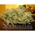 paradise_seeds_ice-cream_4.jpg