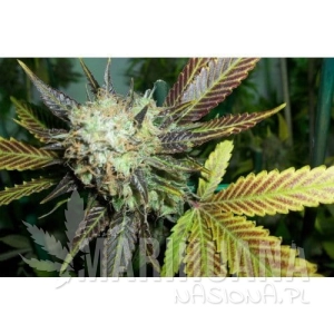 Lucid Bolt - PARADISE SEEDS