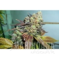 paradise_seeds_lucid-bolt-3.jpg