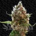 paradise_seeds_lucid-bolt.jpg