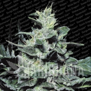 Nebula - PARADISE SEEDS