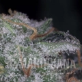 nebula-closeup.jpg