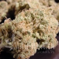 nebula-dry-bud.jpg
