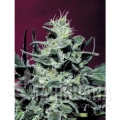 paradise_seeds_nebula_1.jpg