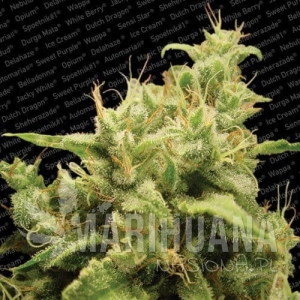 Opium - PARADISE SEEDS