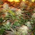 opium-indoors.jpg