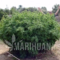 opium-outdoors.jpg