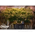 paradise_seeds_opium-2.jpg