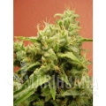 paradise_seeds_opium.jpg