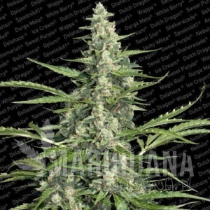 Pandora - PARADISE SEEDS