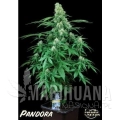 pandora_paradise_seeds.jpg