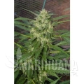 paradise_seeds_pandora_1.jpg