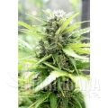 paradise_seeds_pandora_2.jpg