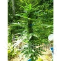 paradise_seeds_pandora_3.jpg