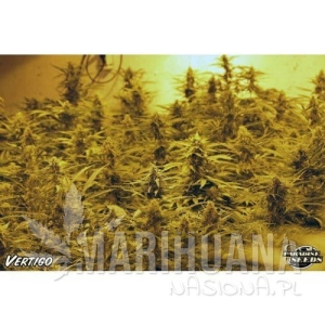 Vertigo - PARADISE SEEDS