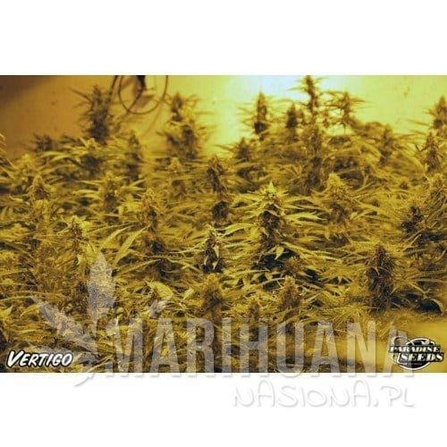 paradise_seeds_vertigo_1.jpg