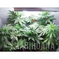 paradise_seeds_vertigo_2.jpg