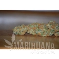 paradise_seeds_vertigo_3.jpg