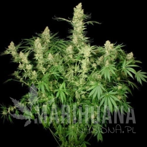 Wappa - PARADISE SEEDS