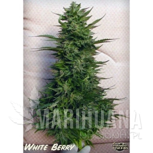 White Berry - PARADISE SEEDS