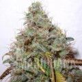 whiteberry-3.jpg