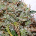 whiteberry-4.jpg