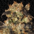 whiteberry_1.jpg
