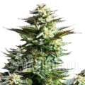 amnesia-haze (1).jpg