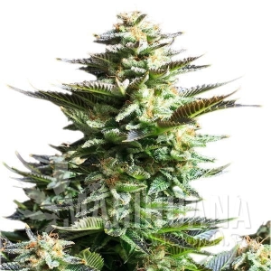 Amnesia Haze - ROYAL QUEEN SEEDS 