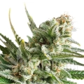 amnesia-haze (2).jpg