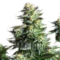 amnesia-haze (3).jpg