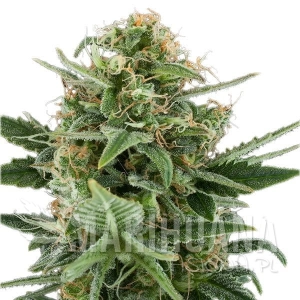 Auto Royal Dwarf - ROYAL QUEEN SEEDS