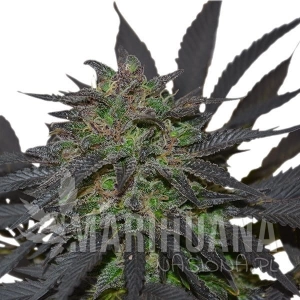 Blue Mistic - ROYAL QUEEN SEEDS
