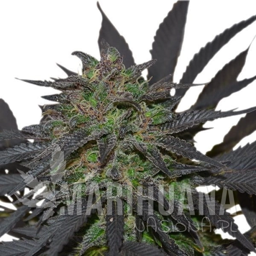 blue-mistic (1).jpg