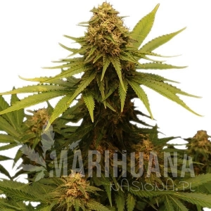 Critical - ROYAL QUEEN SEEDS