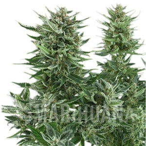 Easy Bud Auto - ROYAL QUEEN SEEDS