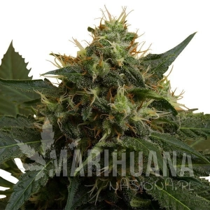 ICE - ROYAL QUEEN SEEDS