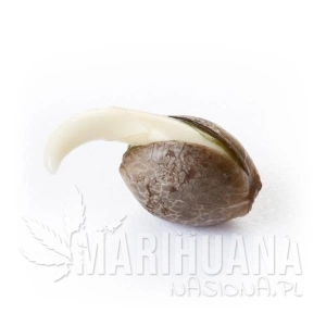 Indoor Mix® - ROYAL QUEEN SEEDS