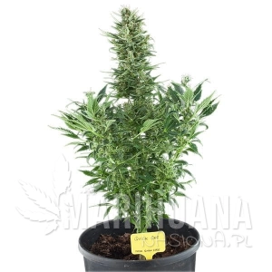 Quick One Auto - ROYAL QUEEN SEEDS