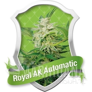 Royal AK Automatic - ROYAL QUEEN SEEDS